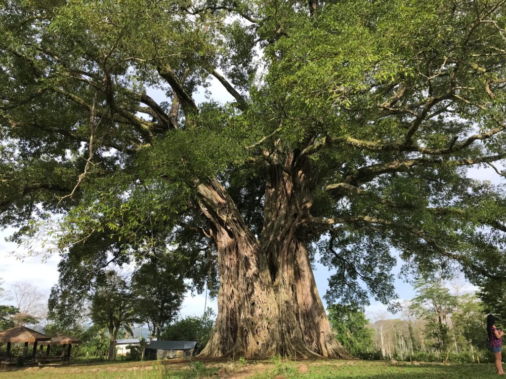 Century Tree Dalakit in the Philippines